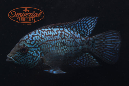 Electric Blue Texas Cichlid (Herichthys carpintis) - Imperial Tropicals