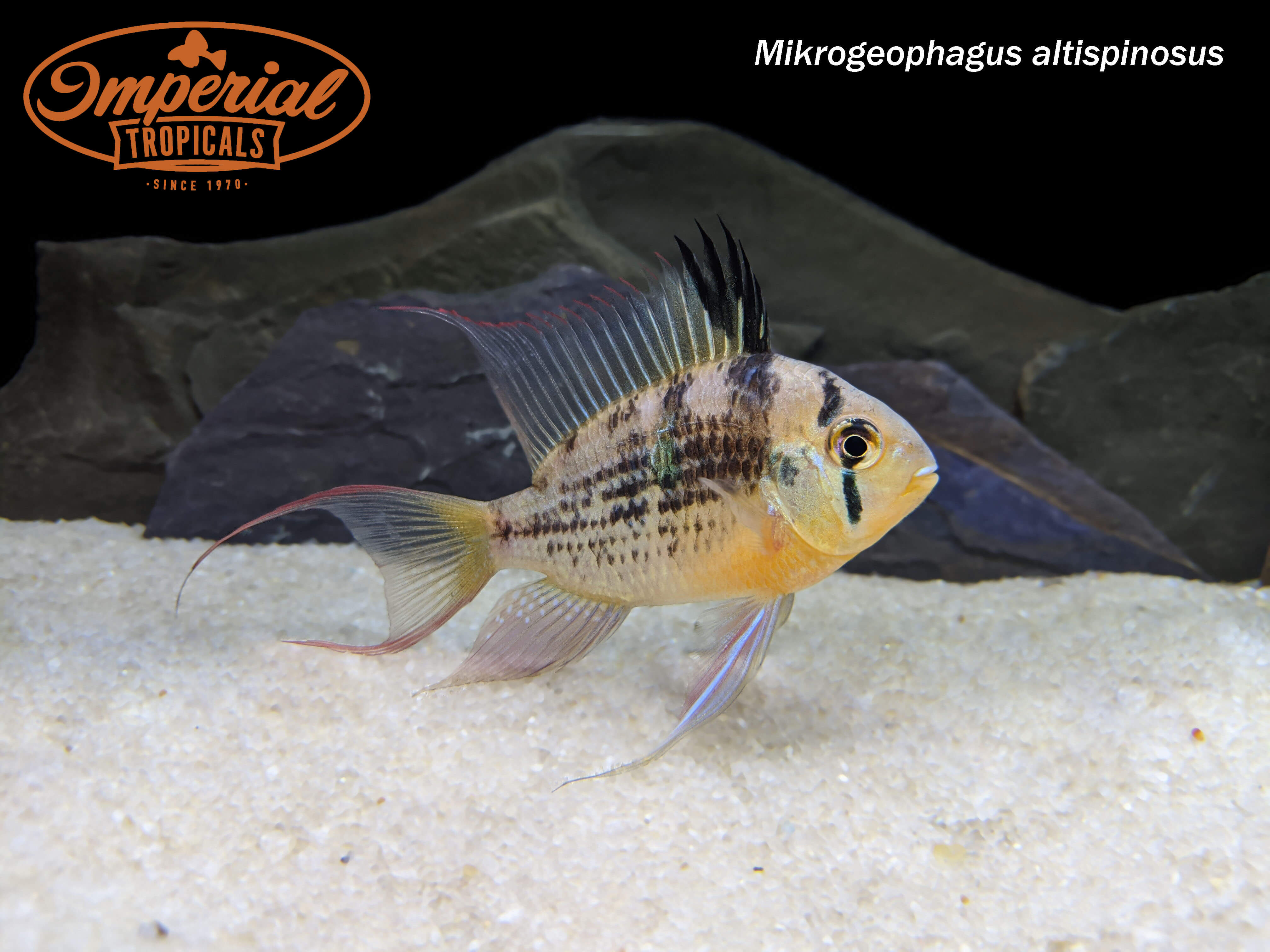 American cichlids – Imperial Tropicals