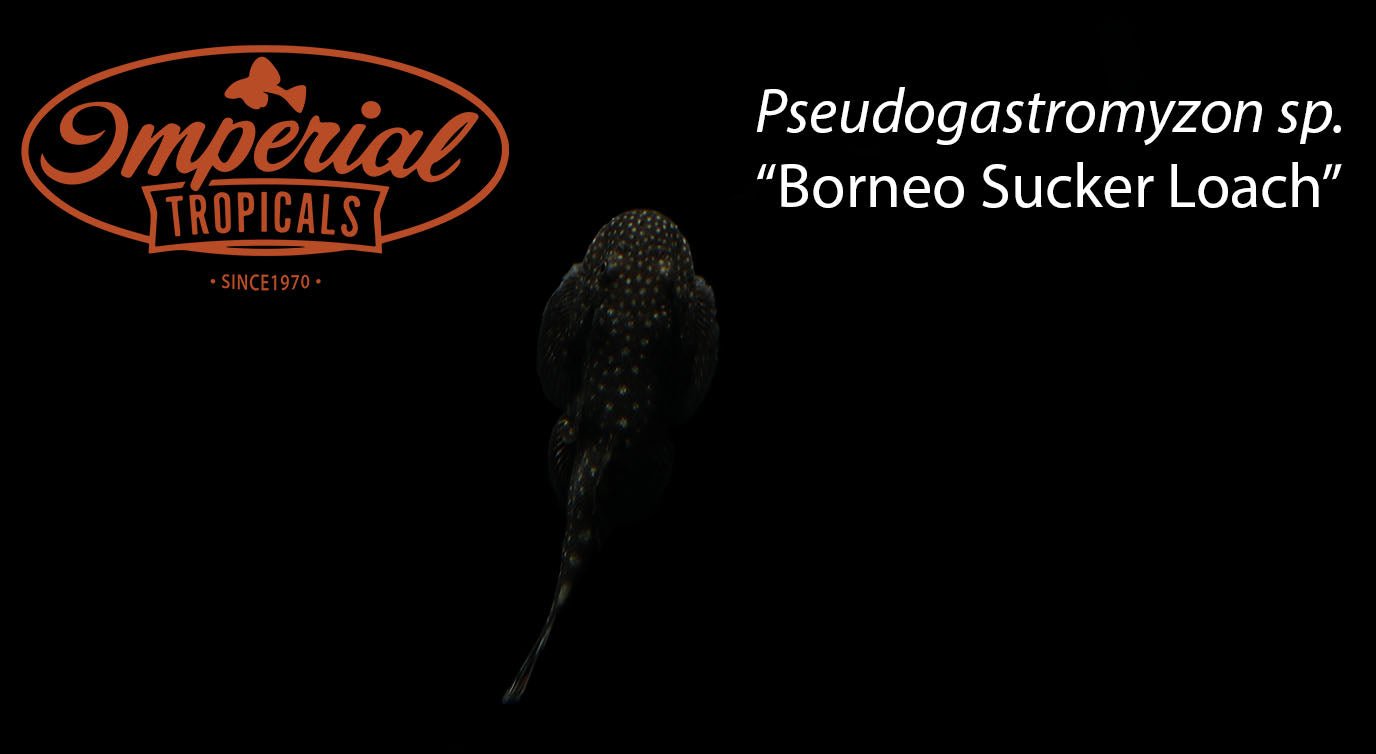 Borneo Sucker Loach