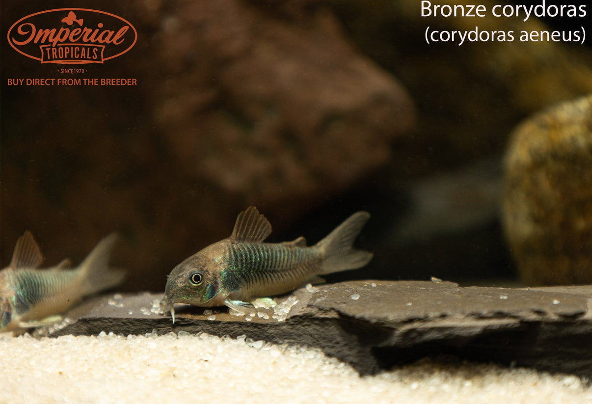 Bronze Cory (Corydoras aeneus) shop Imperial Tropicals