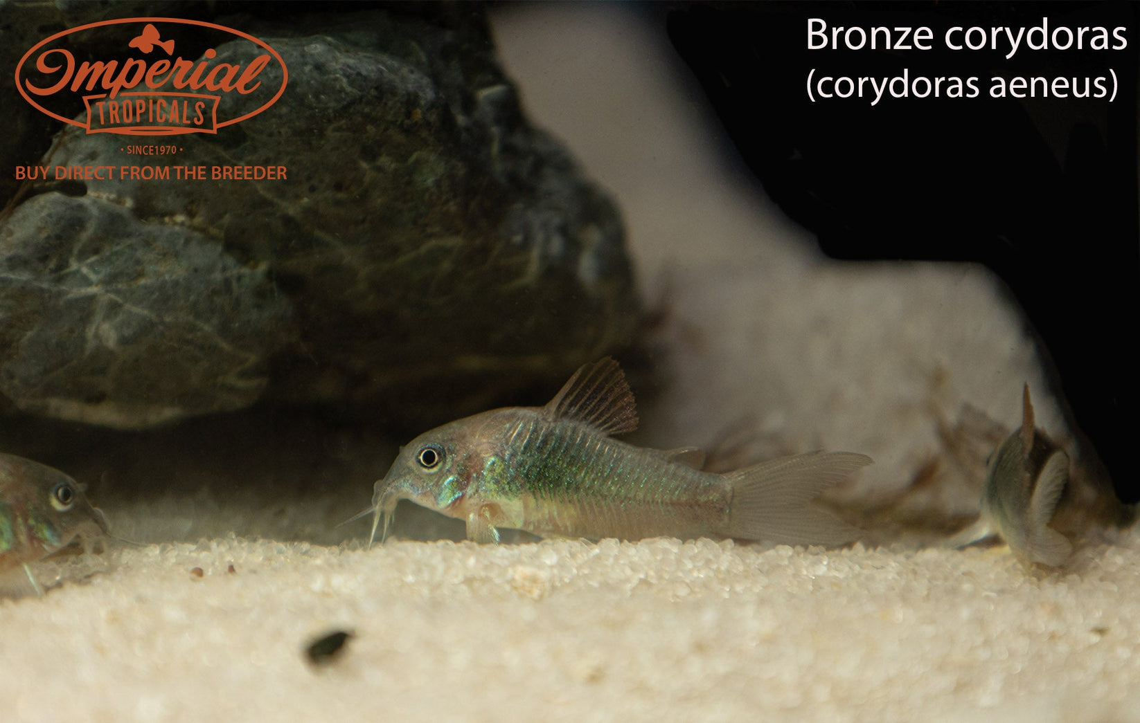 Bronze Cory (Corydoras aeneus) shop Imperial Tropicals