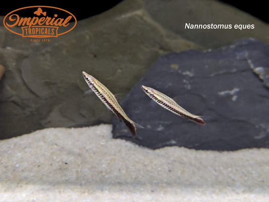 Brown Tail Pencilfish