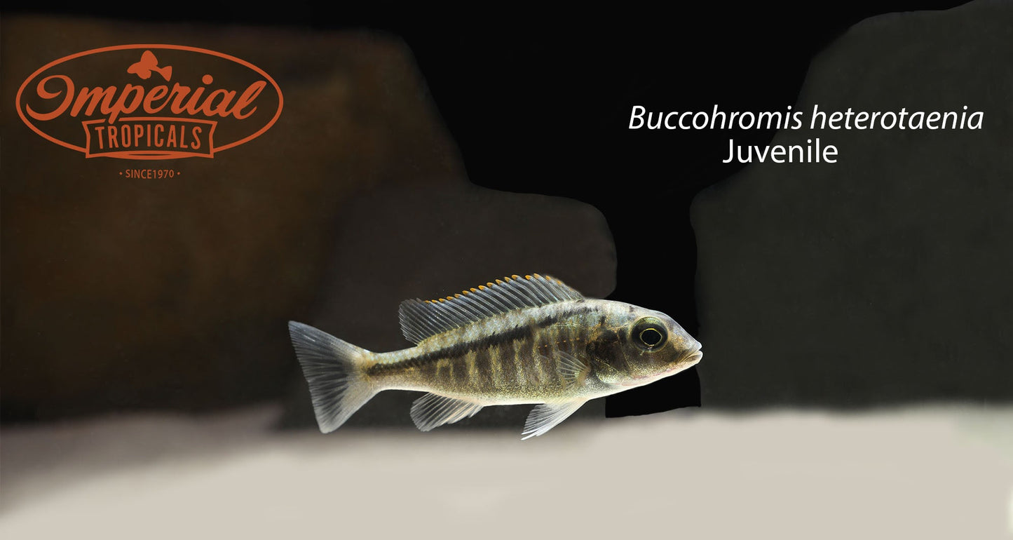 Buccochromis heterotaenia