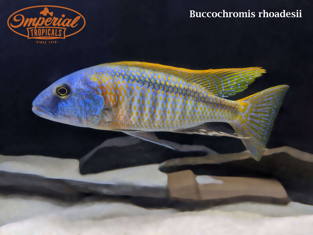 (Buccochromis rhoadesii) – Imperial Tropicals