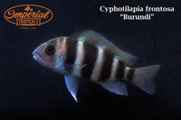 Six Stripe Frontosa