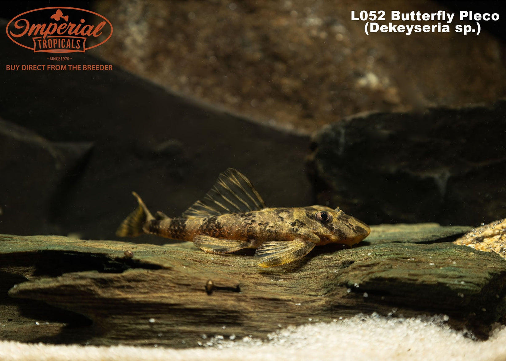 L052 Butterfly Pleco (Dekeyseria sp.) - shop Imperial Tropicals