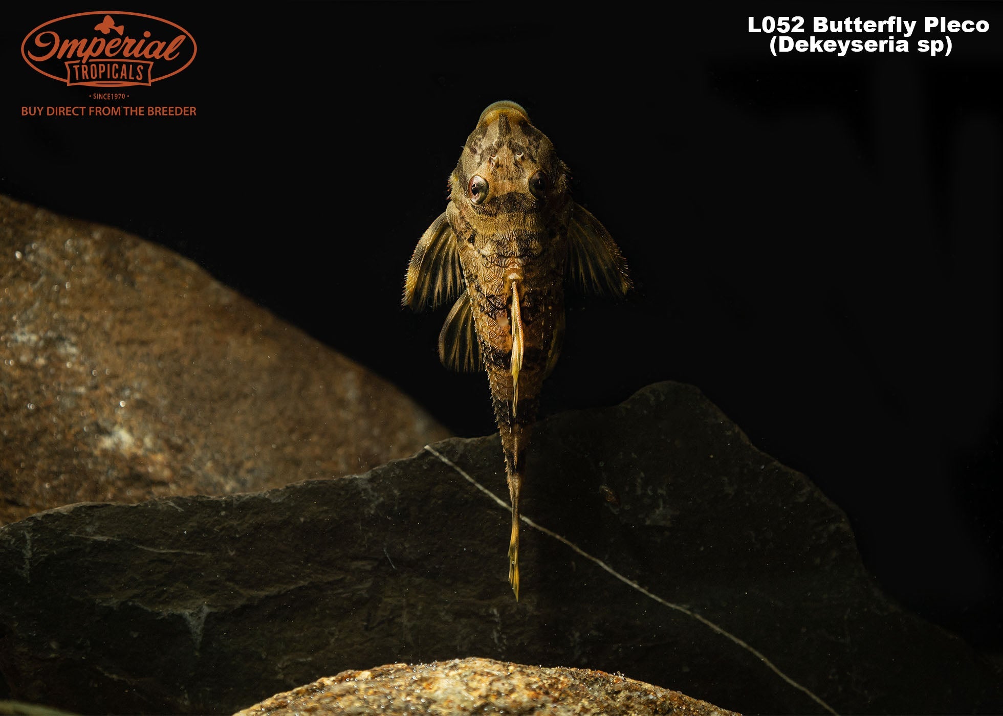 L052 Butterfly Pleco (Dekeyseria sp.) - shop Imperial Tropicals