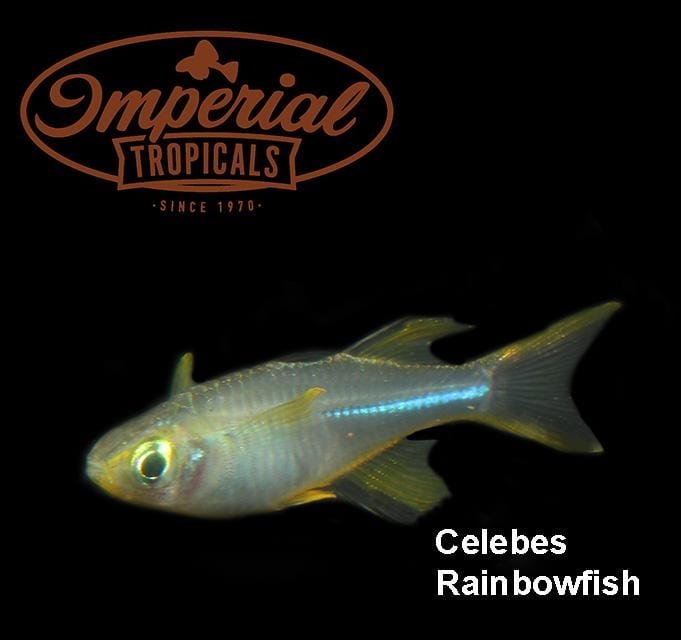 Celebes Rainbowfish (Marosatherina ladigesi) - Imperial Tropicals
