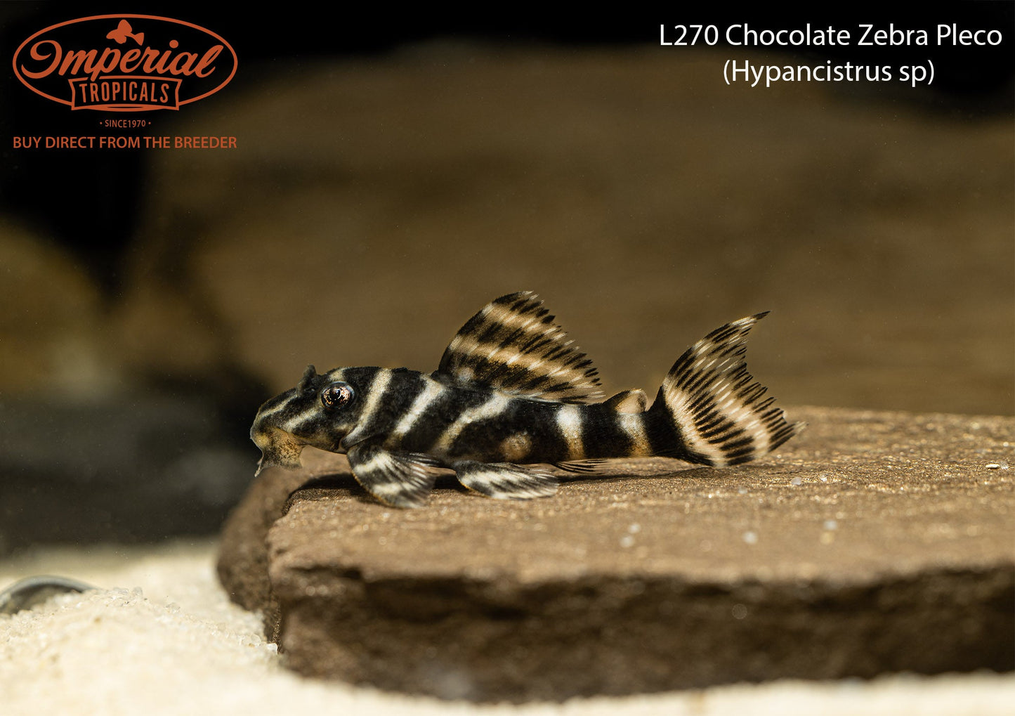L270 Chocolate Zebra Pleco (Hypancistrus sp.)