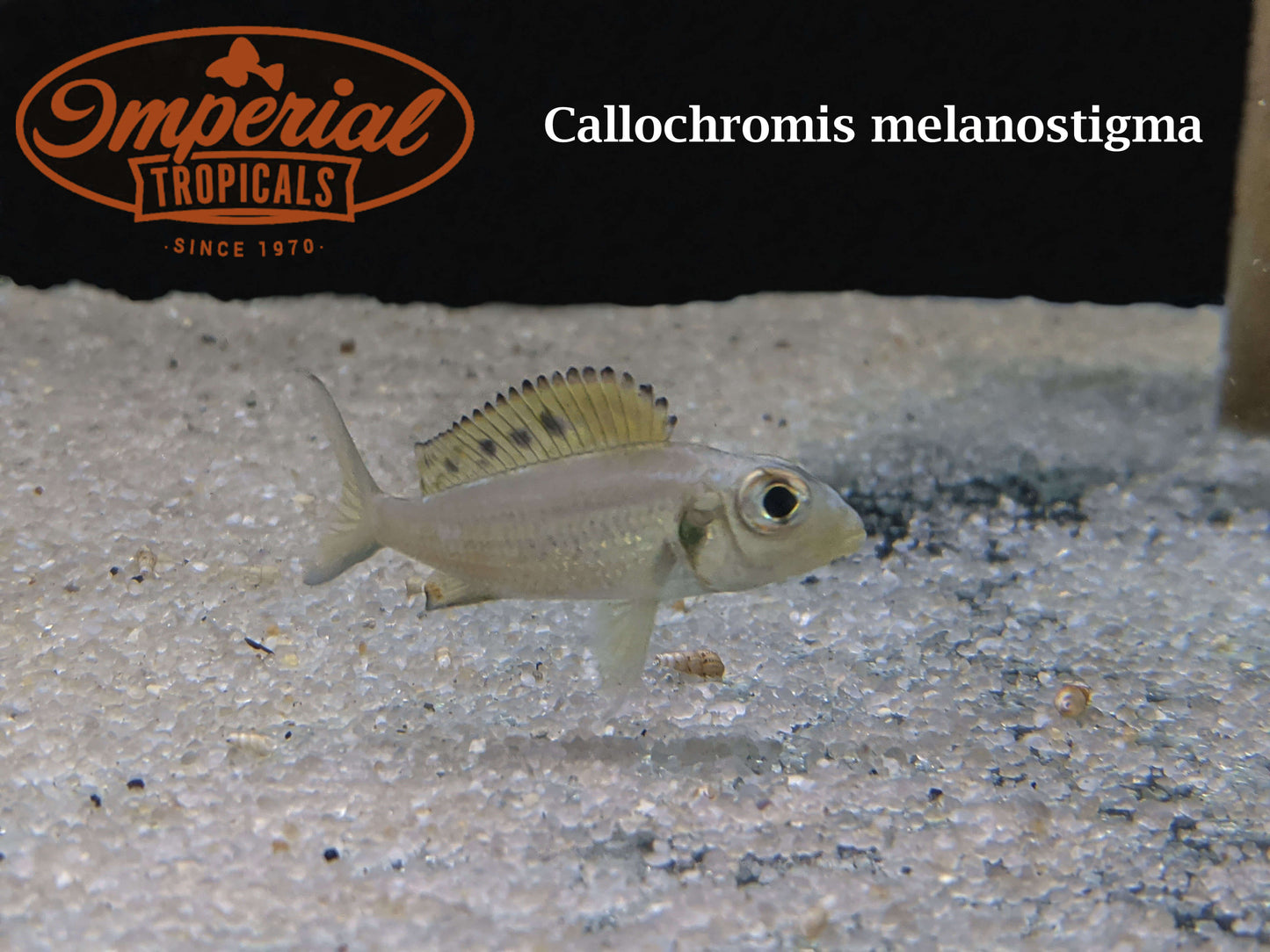 Callochromis melanostigma