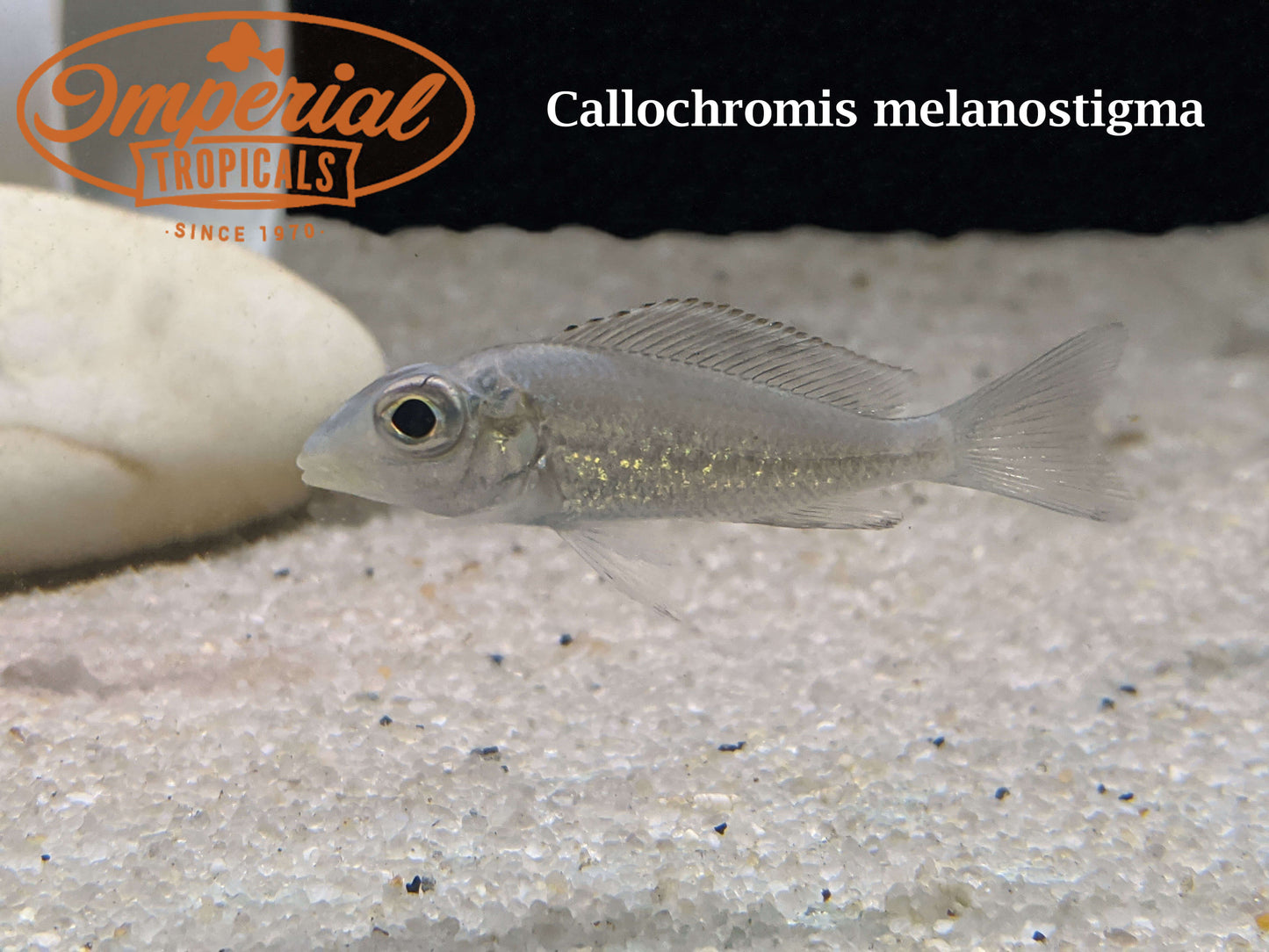 Callochromis melanostigma