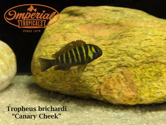 Canary Cheek Tropheus