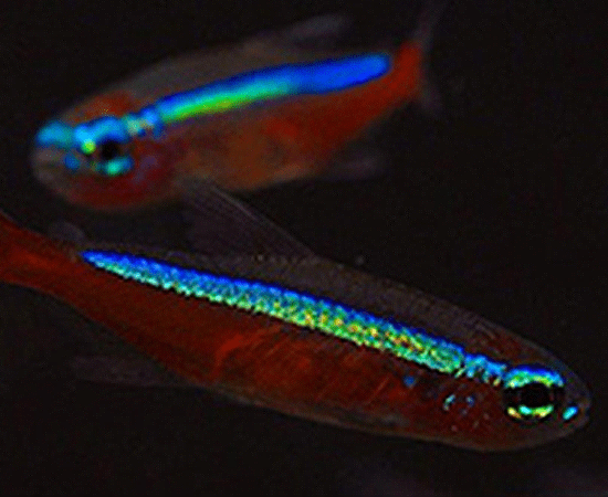 Tetra Fish Facts  Paracheirodon Axelrodi - A-Z Animals