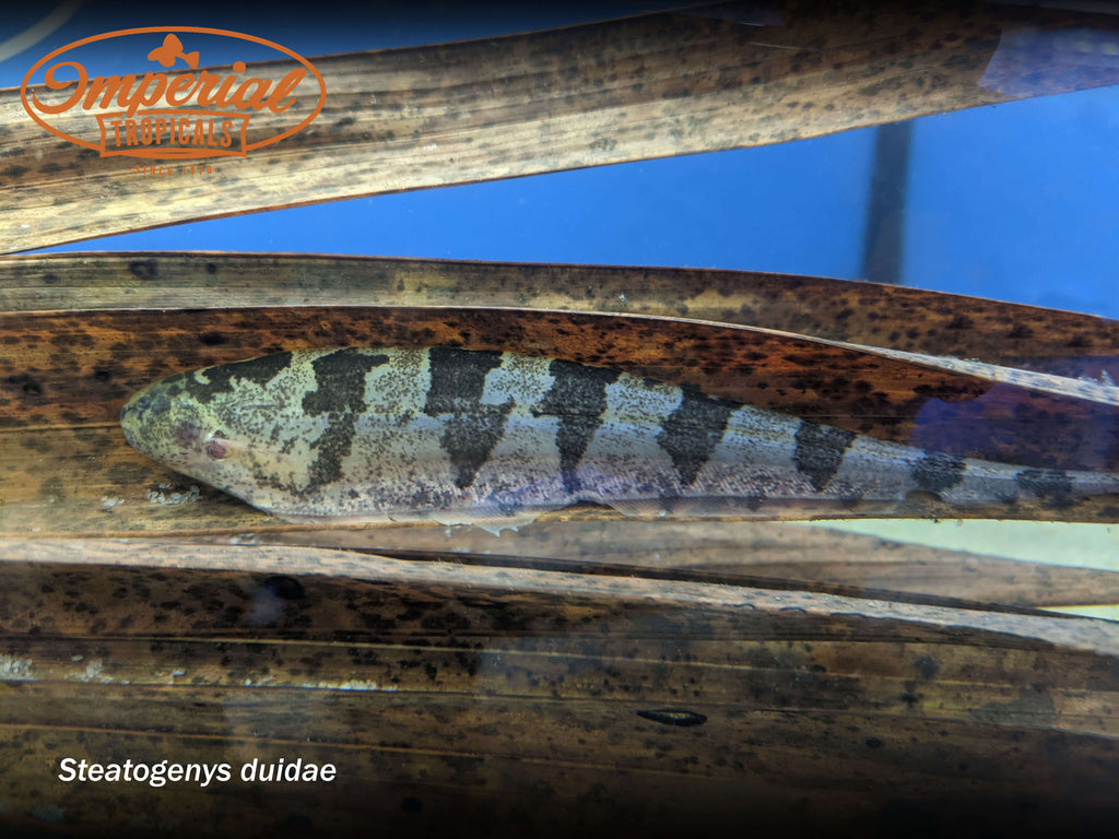 Centipede Knife (Steatogenys duidae) Imperial Tropicals