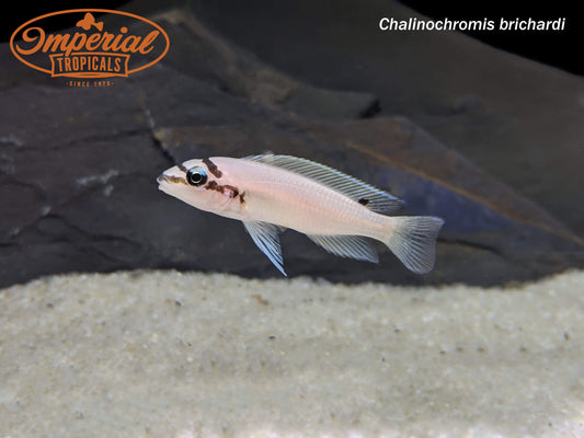 Chalinochromis brichardi "Kigoma"
