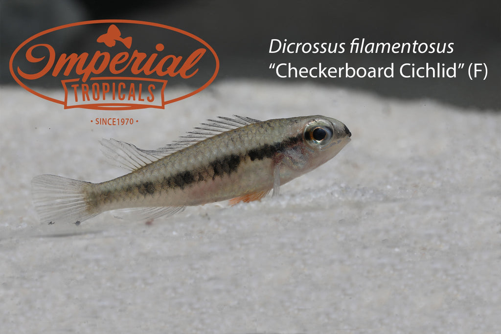 Checkerboard Cichlid (Dicrossus filamentosus) – Imperial Tropicals