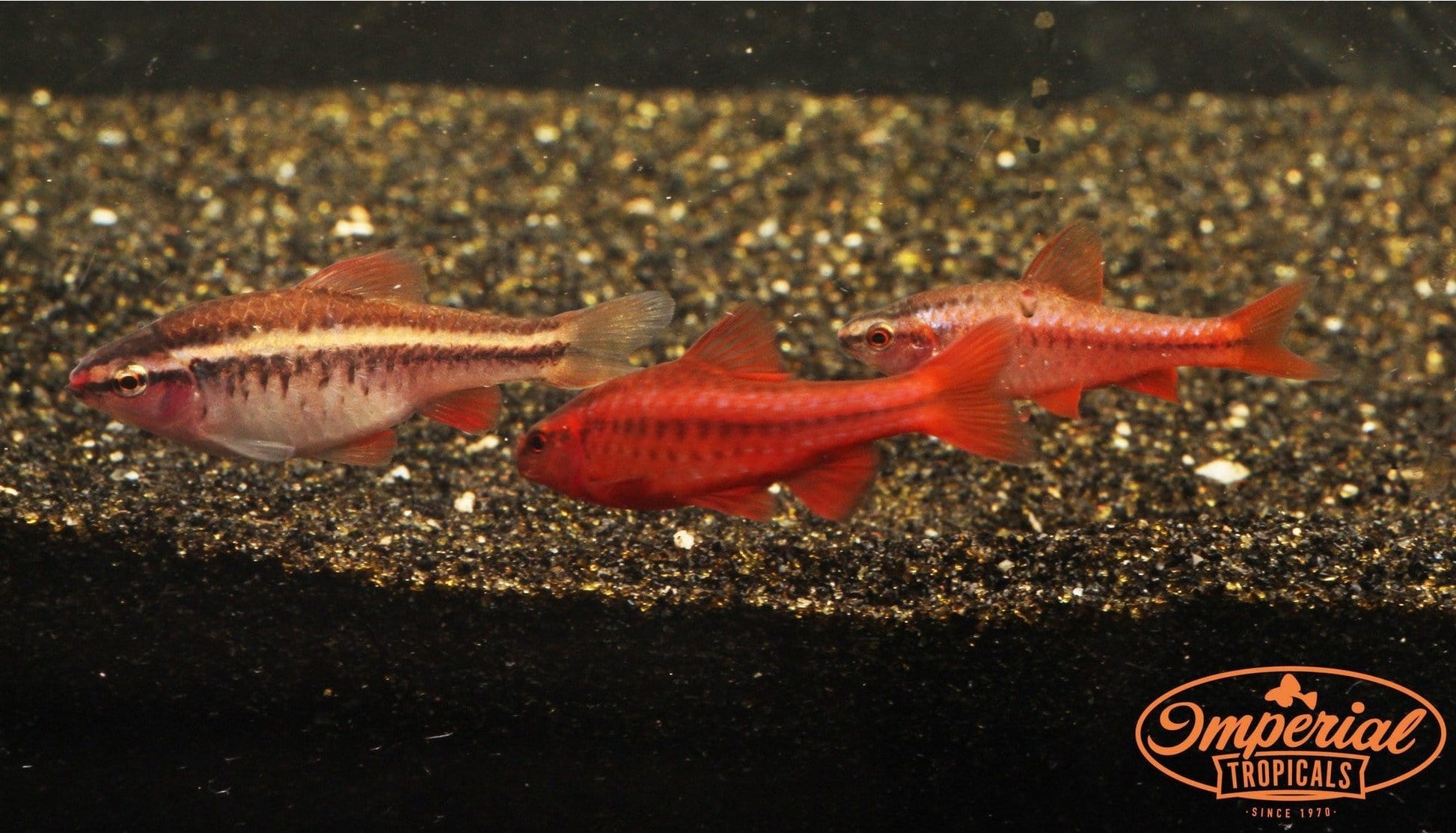 Cherry Barb (Puntius titteya) - Imperial Tropicals