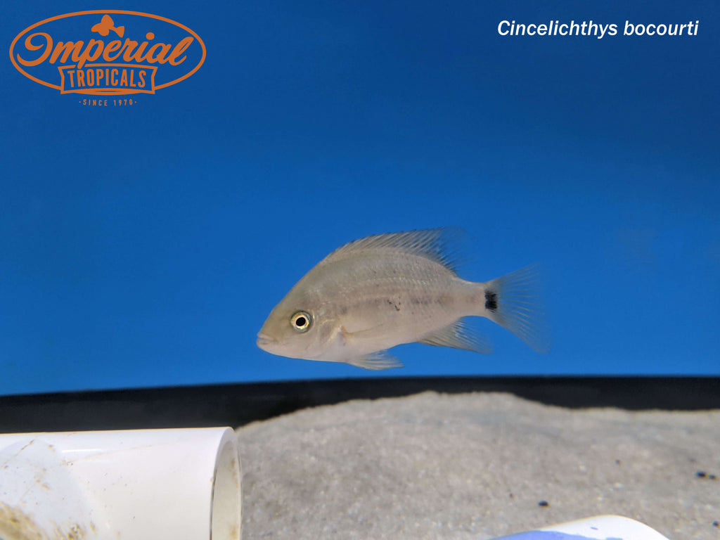 Chisel Tooth Cichlid (Cincelichthys bocourti) – Imperial Tropicals