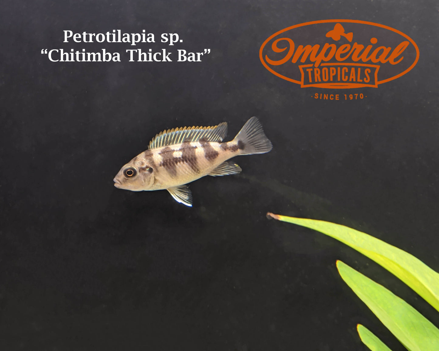 Thick Bar Chitimba