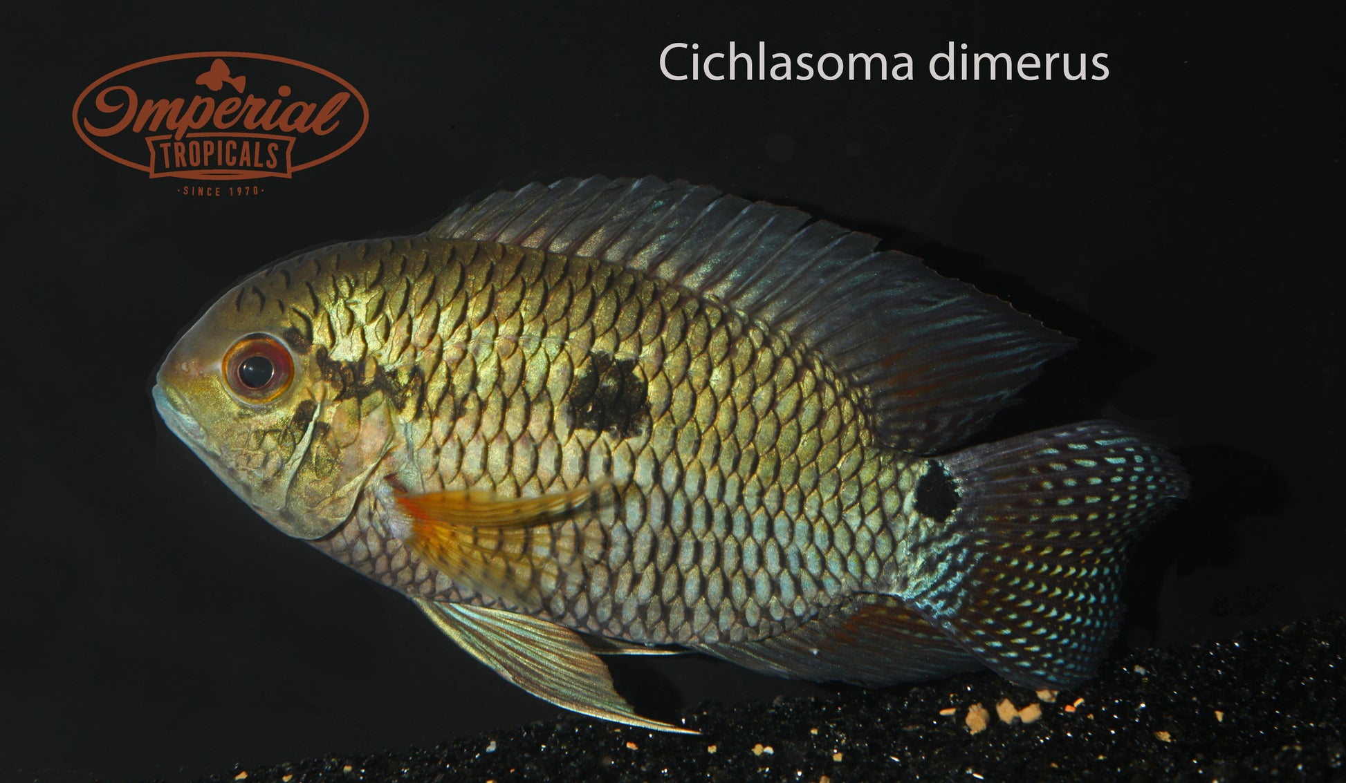 Cichlasoma dimerus - Imperial Tropicals