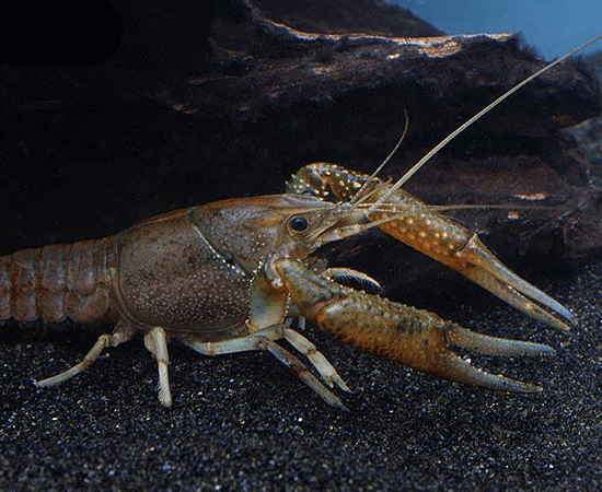 Florida Crayfish (Procambarus alleni) - Imperial Tropicals