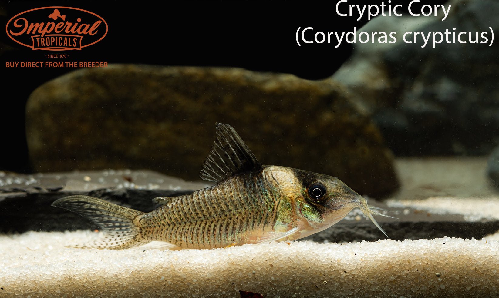 Cryptic Cory (Corydoras crypticus) - shop Imperial Tropicals