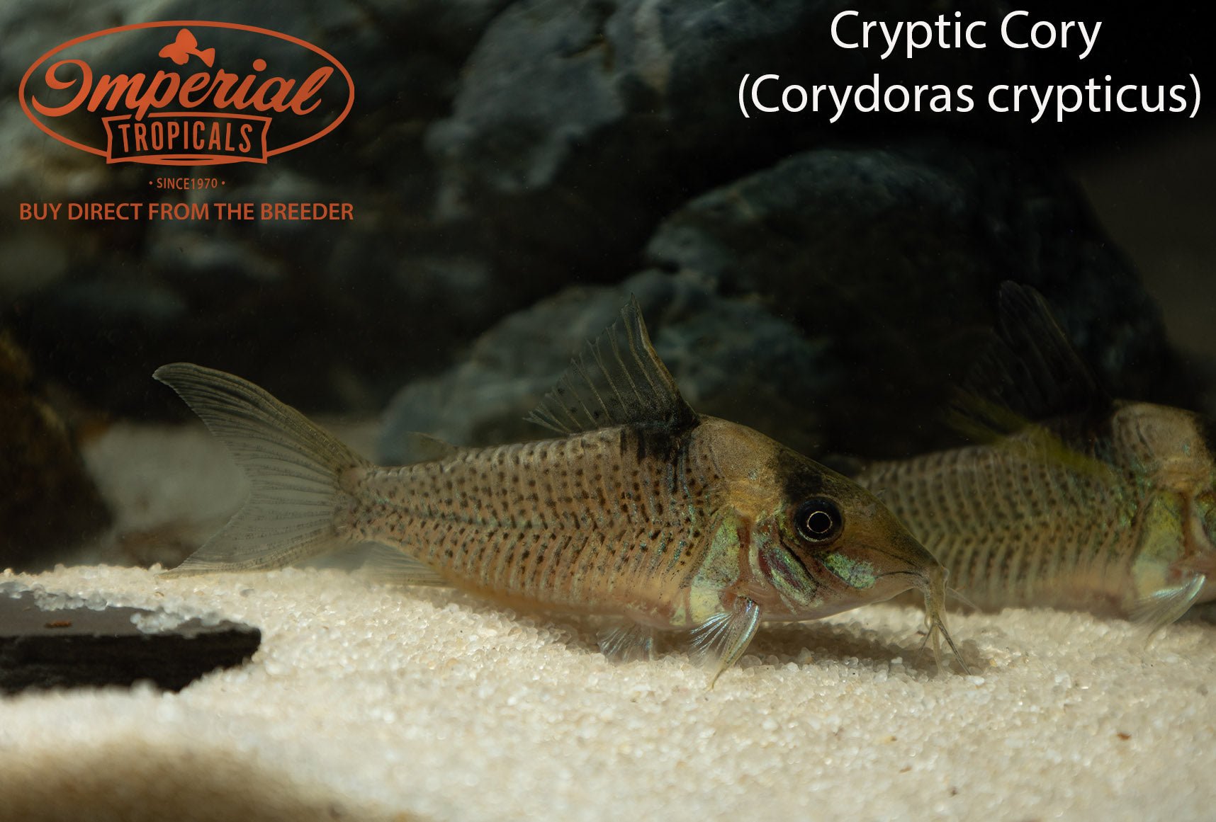 Cryptic Cory (Corydoras crypticus) - shop Imperial Tropicals