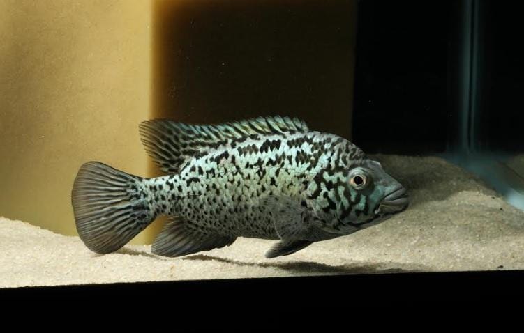 Cuban Cichlid (Nandopsis tetracanthus) - Imperial Tropicals