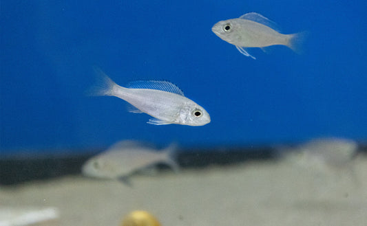 Cyathopharynx foai "Kachese"