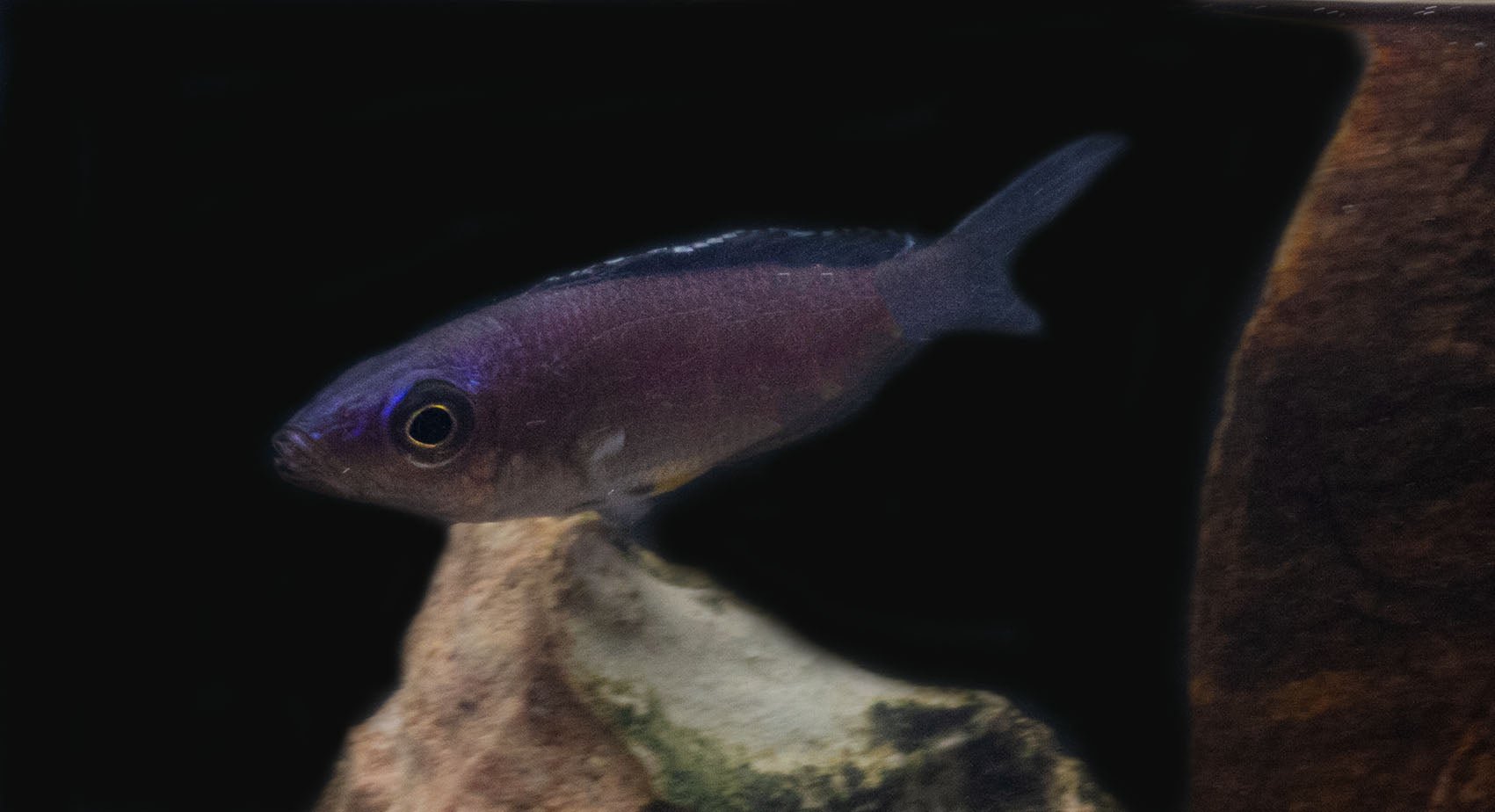 Cyprichromis leptosoma 