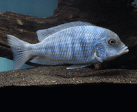 Blue Dolphin