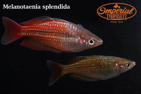 Deepwater Creek Rainbowfish