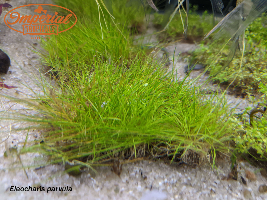 Dwarf Hairgrass (Eleocharis parvula) Imperial Tropicals
