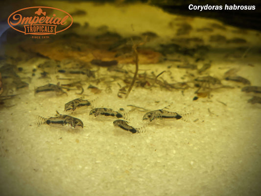 Dwarf Spotted Hoplisoma