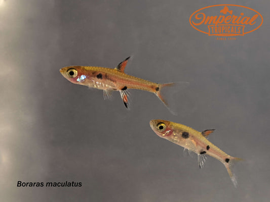 Dwarf Spotted Rasbora