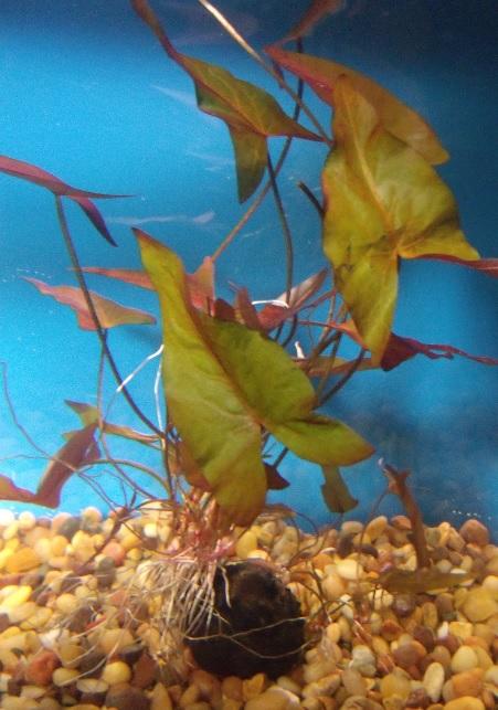Dwarf Aquarium Lilly (Nymphaea stellata) - Imperial Tropicals