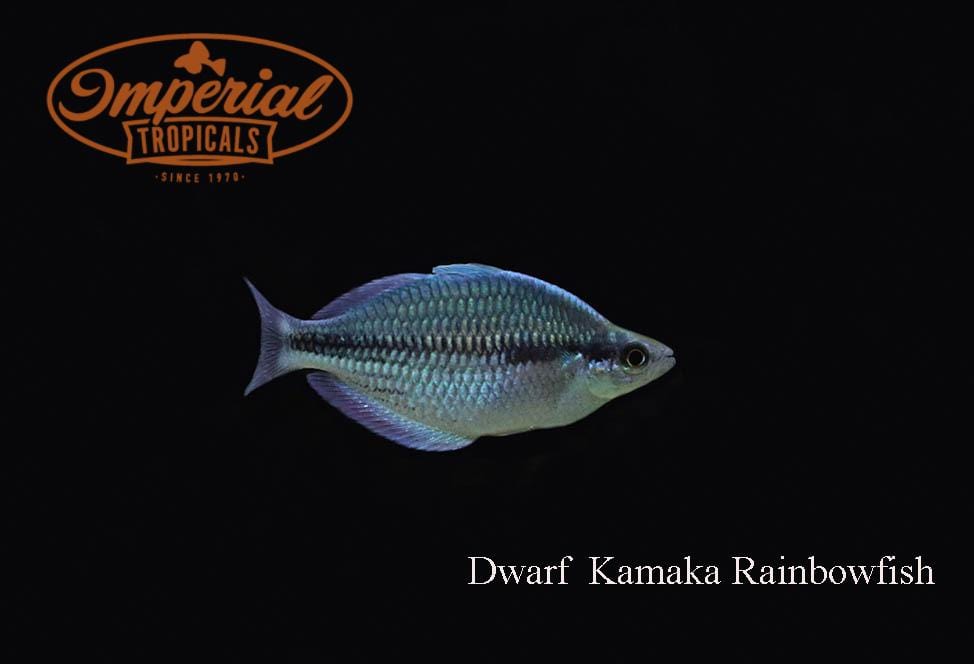 Dwarf Kamaka Rainbowfish (Melanotaenia kamaka) - Imperial Tropicals