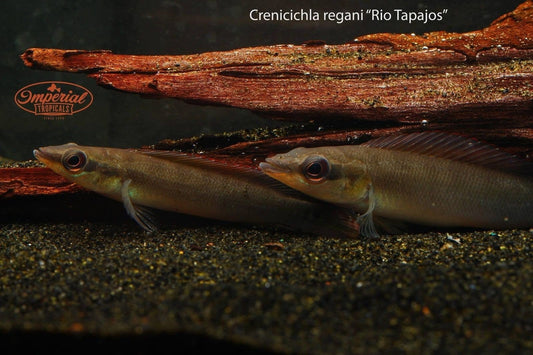 Dwarf Pike (Crenicichla regani) - Imperial Tropicals