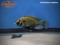 Eastern Hap