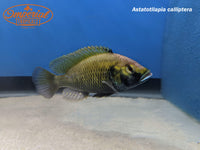 Eastern Hap