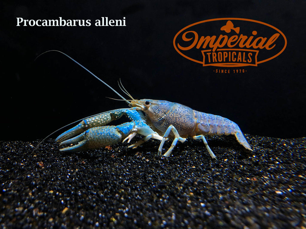 Electric Blue Crayfish (Procambarus alleni) Imperial Tropicals