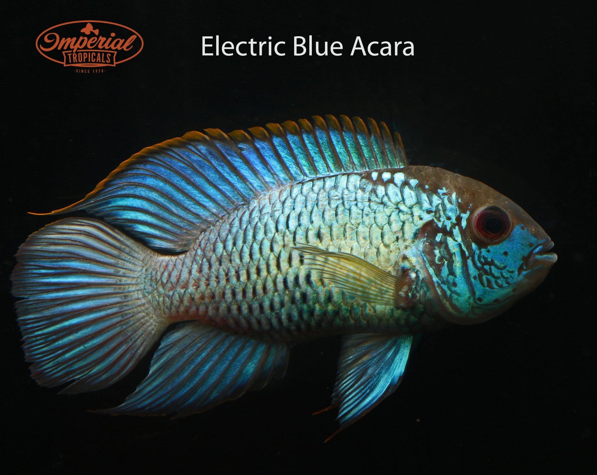 LIVE FISH ELECTRIC Blue Acara Cichlid Juvenile $40.00 - PicClick