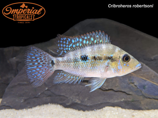 Emerald Cichlid
