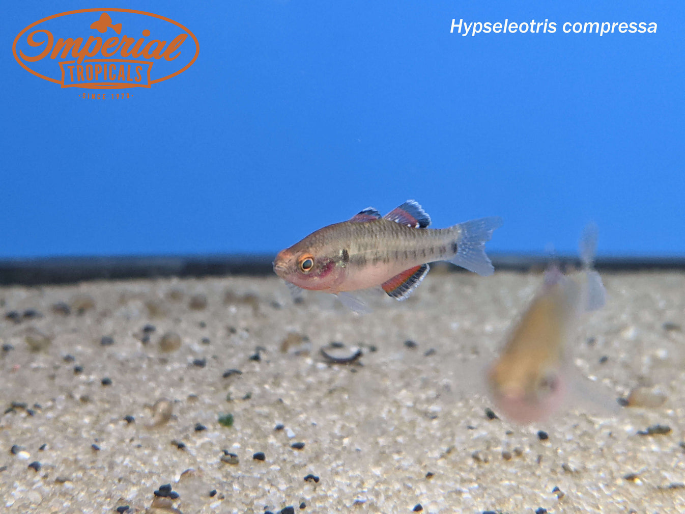Empire Gudgeon (Hypseleotris compressa) shop Imperial Tropicals