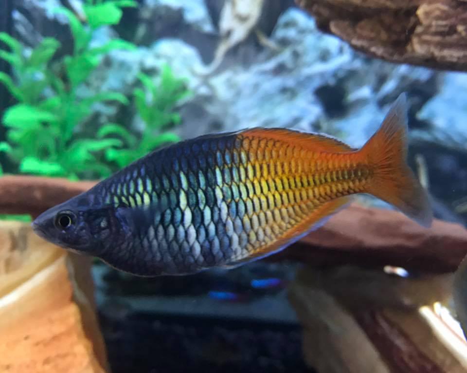 Boesemani Rainbowfish (Melanotaenia boesemani) - Imperial Tropicals