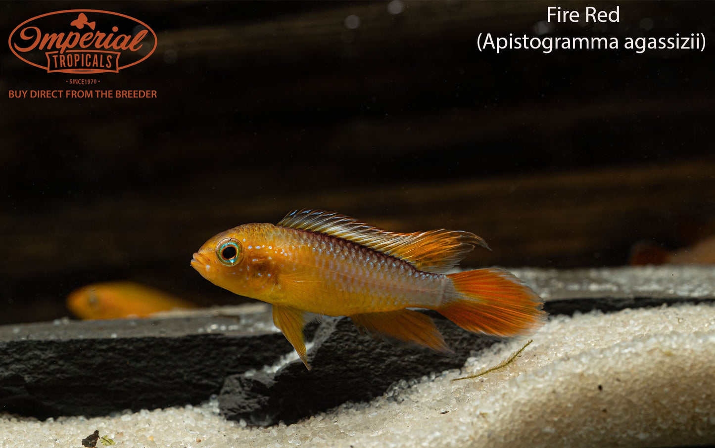 Fire Red Agassizii