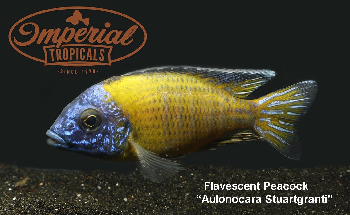 Flavescent Peacock (Aulonocara sp.) - Imperial Tropicals