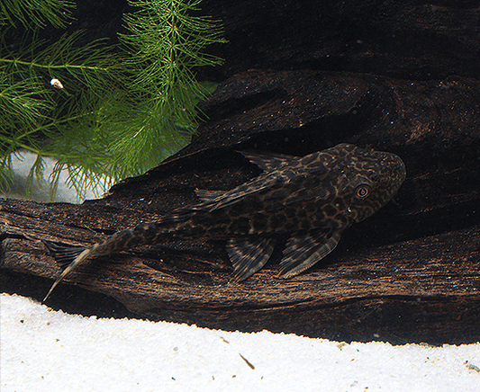 Common Pleco (Hypostomus plecostomus) - Imperial Tropicals