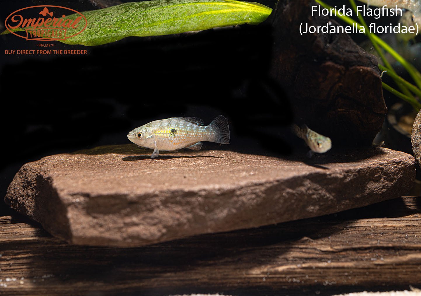 Red Flag Fish Florida Flagfish – Imperial Tropicals