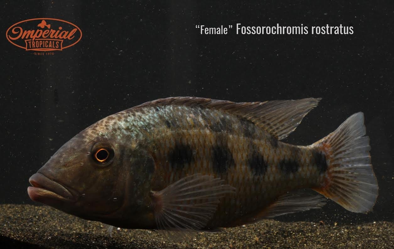 (Fossorochromis rostratus) - Imperial Tropicals